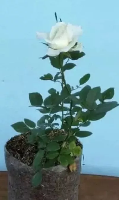 Detail Taman Bunga Mawar Putih Nomer 30