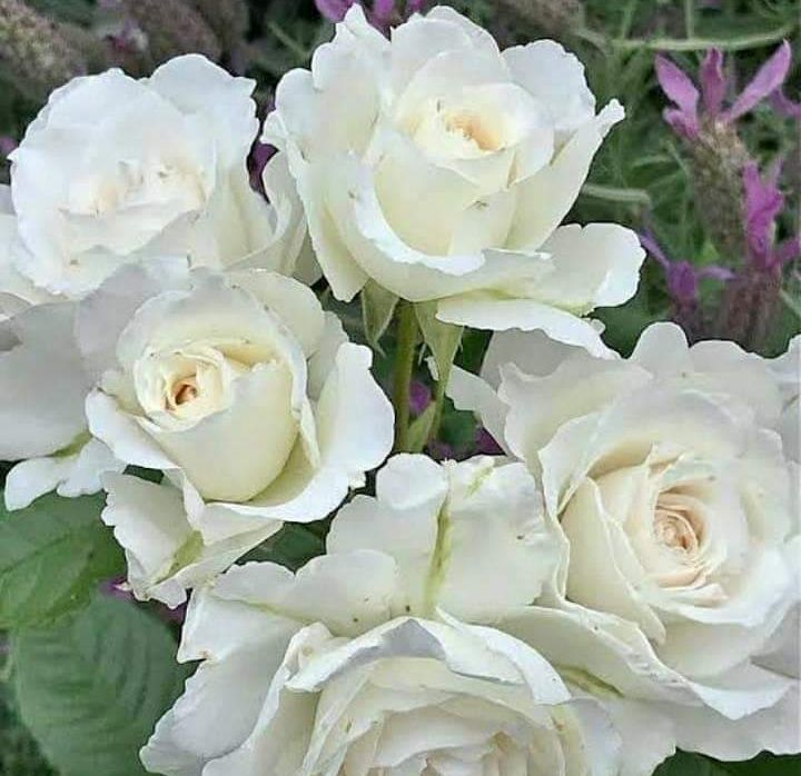 Detail Taman Bunga Mawar Putih Nomer 31