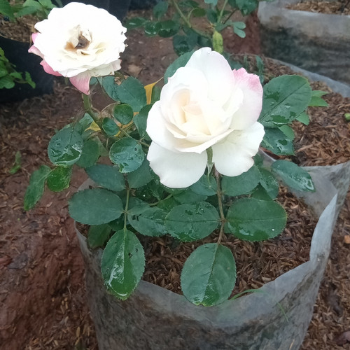 Detail Taman Bunga Mawar Putih Nomer 35