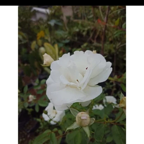Detail Taman Bunga Mawar Putih Nomer 36