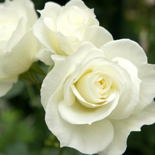 Detail Taman Bunga Mawar Putih Nomer 44