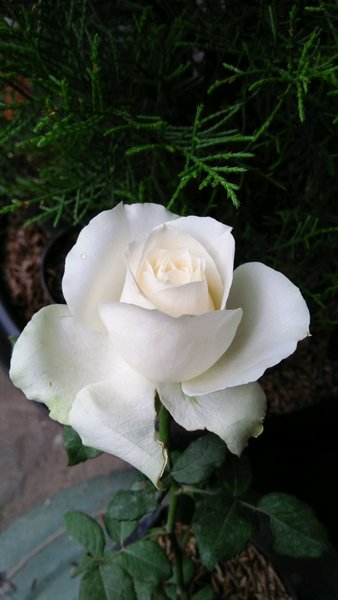 Detail Taman Bunga Mawar Putih Nomer 45