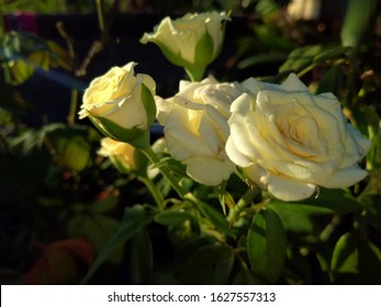 Detail Taman Bunga Mawar Putih Nomer 55
