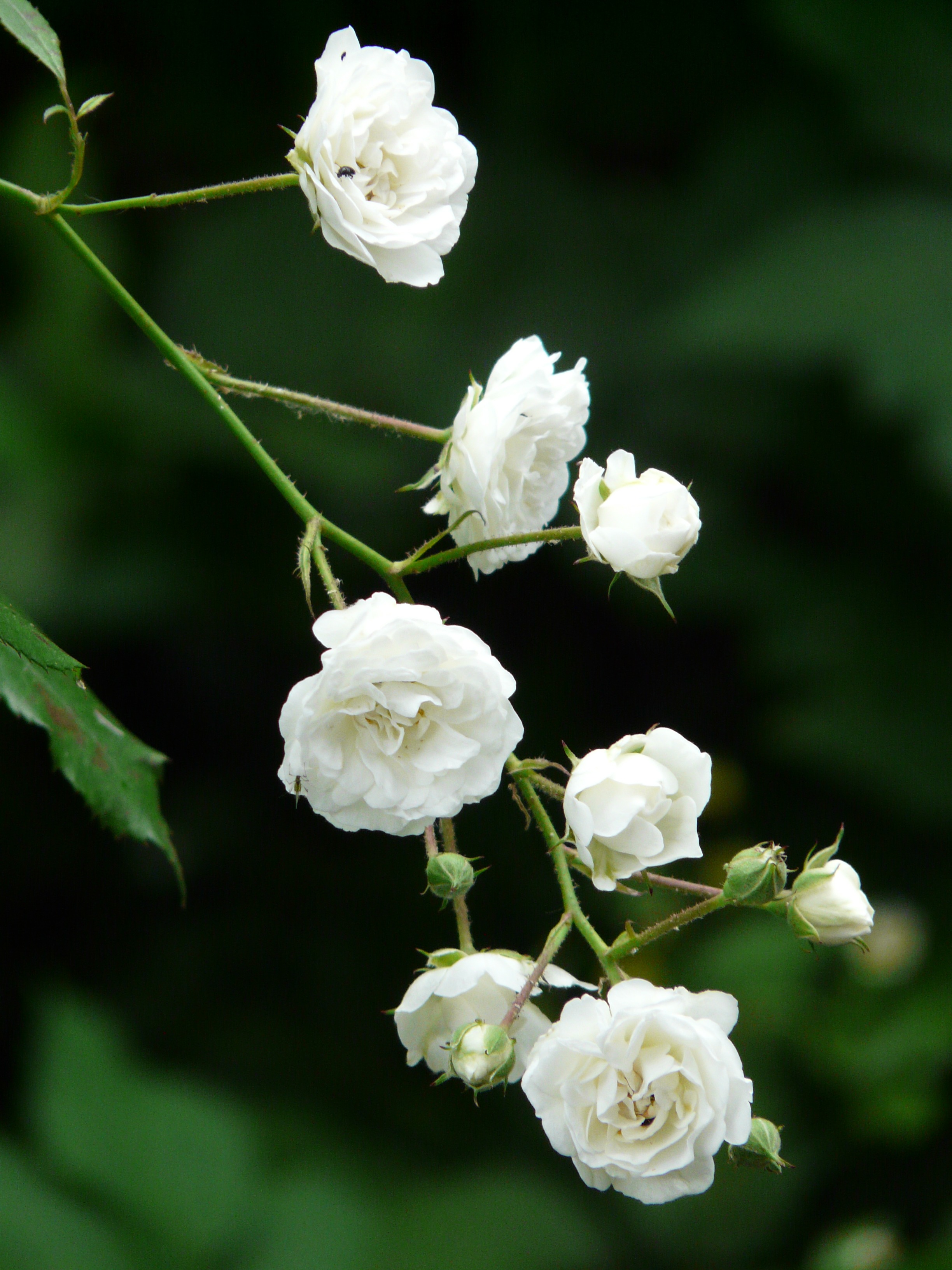 Detail Taman Bunga Mawar Putih Nomer 6