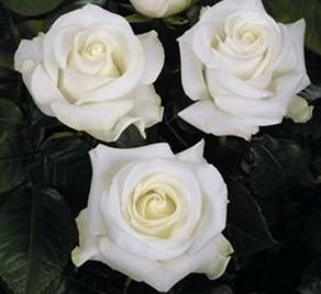 Detail Taman Bunga Mawar Putih Terindah Nomer 30