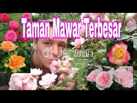 Detail Taman Bunga Mawar Putih Terindah Nomer 33