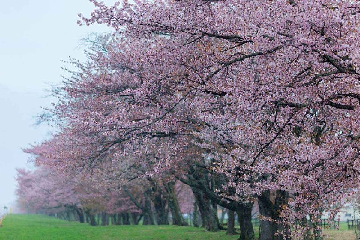 Detail Taman Bunga Sakura Terindah Di Dunia Nomer 4