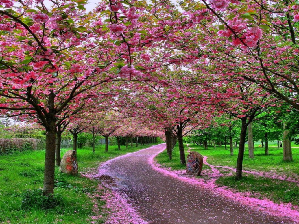Detail Taman Bunga Sakura Terindah Di Dunia Nomer 24