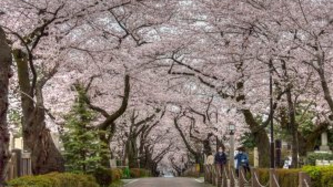 Detail Taman Bunga Sakura Terindah Di Dunia Nomer 34