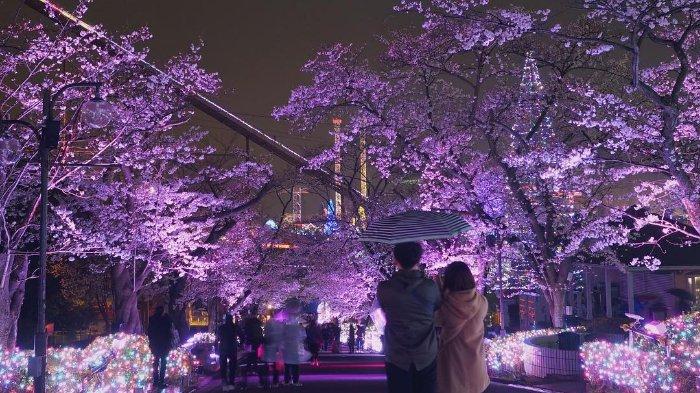 Detail Taman Bunga Sakura Terindah Di Dunia Nomer 35