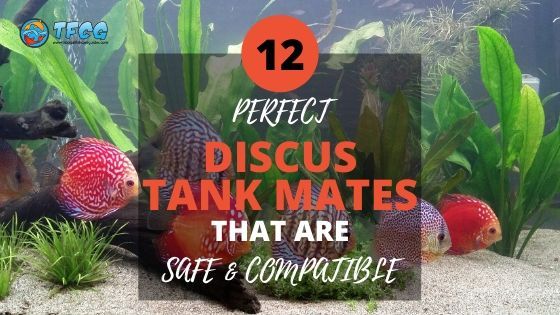 Detail Tank Discus Nomer 32