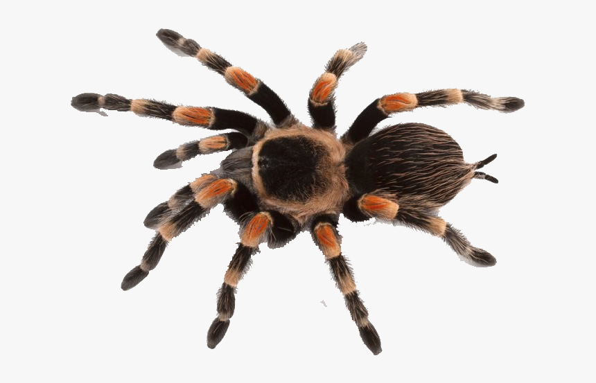 Tarantula Png - KibrisPDR