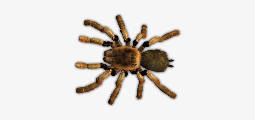 Detail Tarantula Png Nomer 21