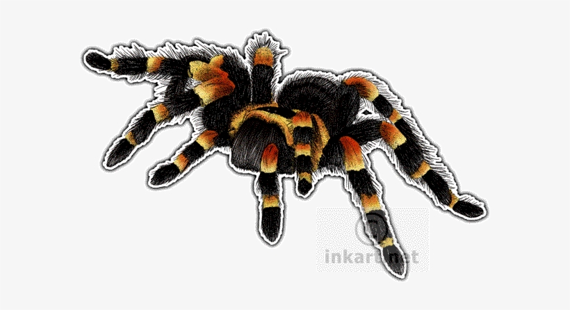 Detail Tarantula Png Nomer 29