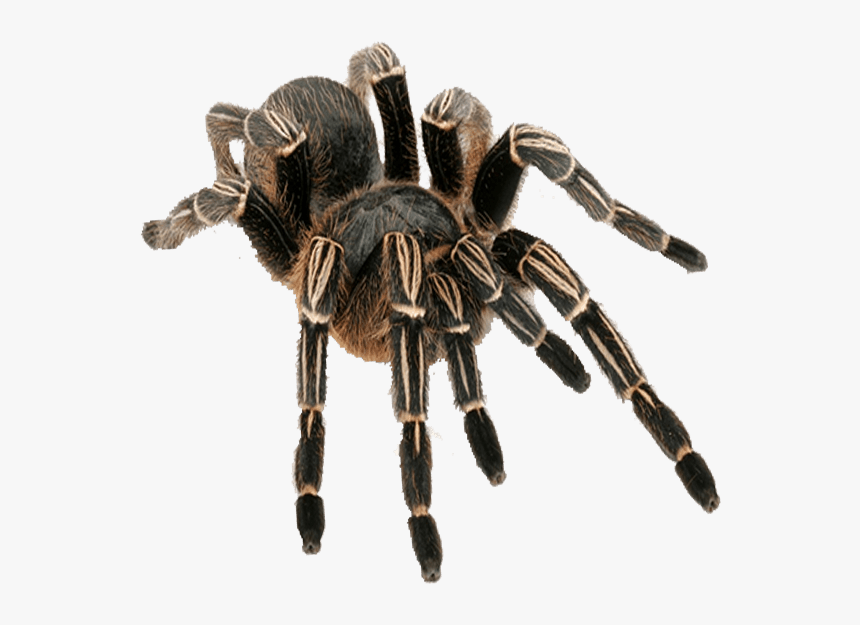 Detail Tarantula Png Nomer 5