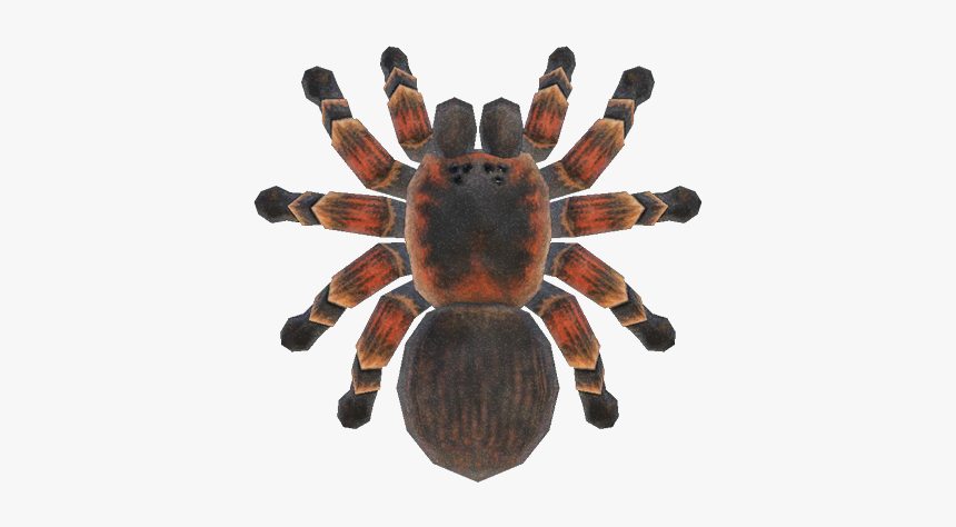 Detail Tarantula Png Nomer 43