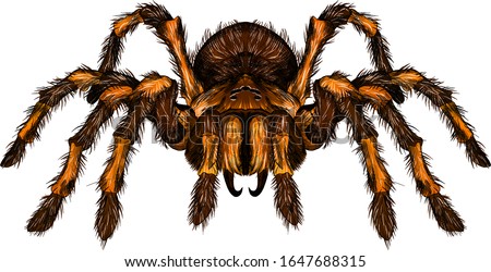 Detail Tarantula Png Nomer 48