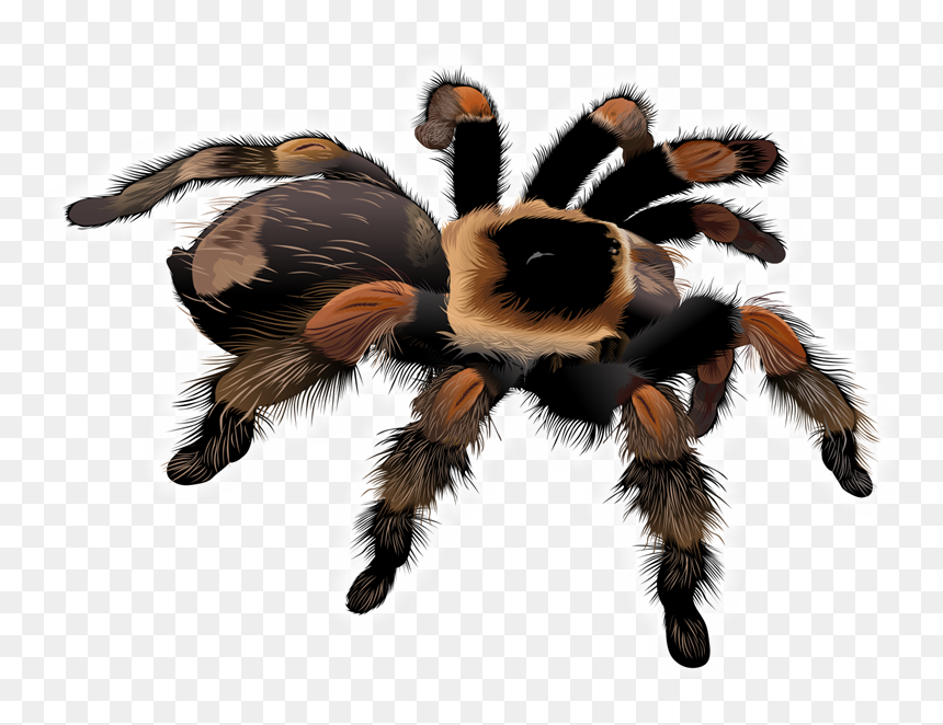 Detail Tarantula Png Nomer 6