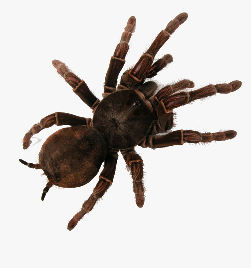 Detail Tarantula Png Nomer 8