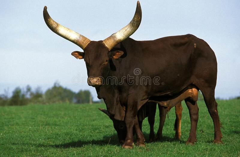 Detail Taurus Bull Pictures Nomer 39