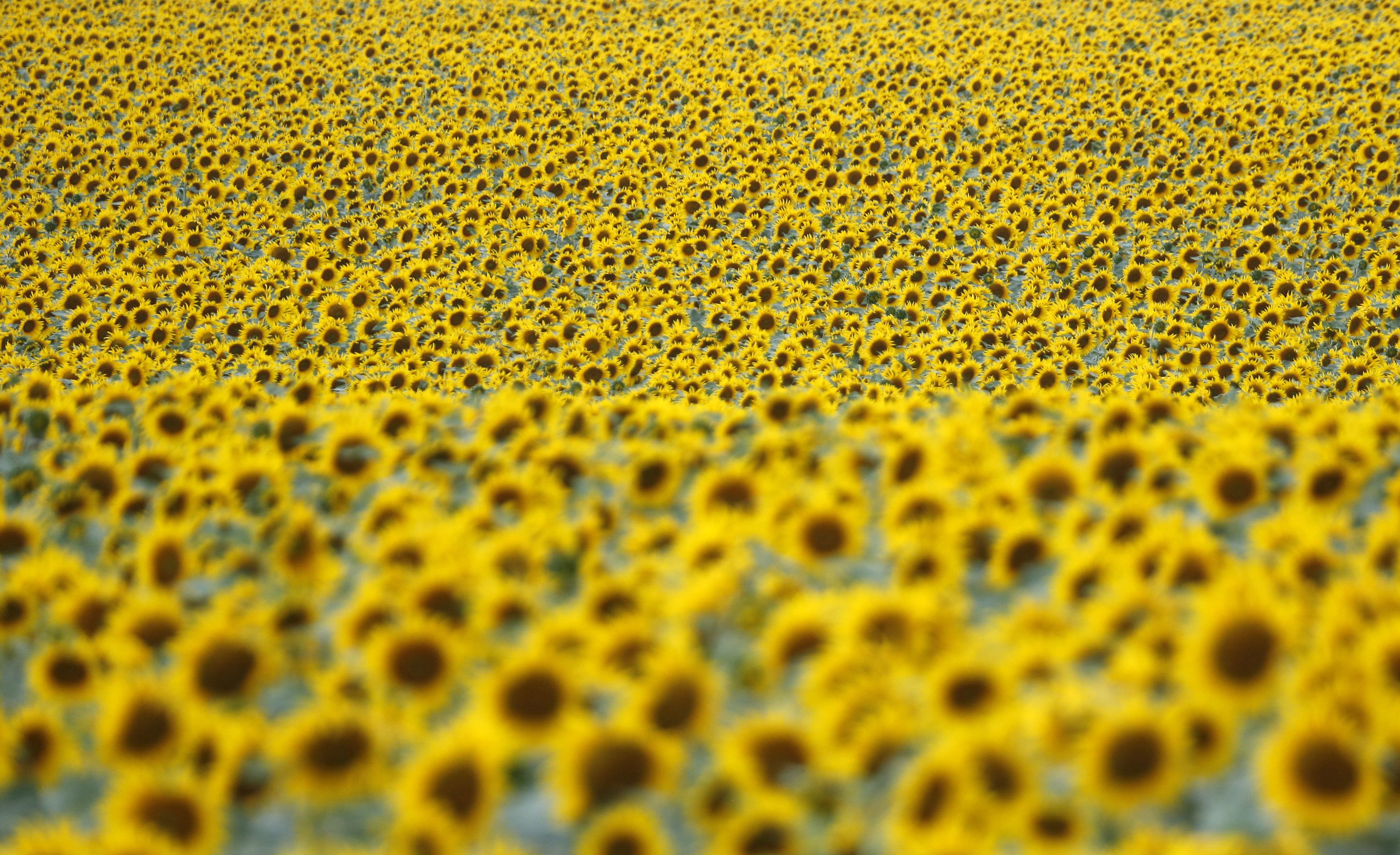 Detail Tebak Gambar Anak Bunga Matahari Nomer 39
