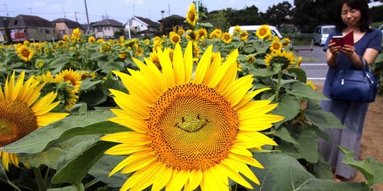 Detail Tebak Gambar Anak Bunga Matahari Nomer 40