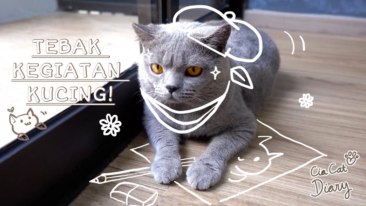 Detail Tebak Gambar Kucing Nomer 25