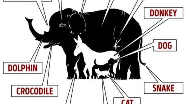 Tebak Hewan Dalam Gambar - 48+ Koleksi Gambar
