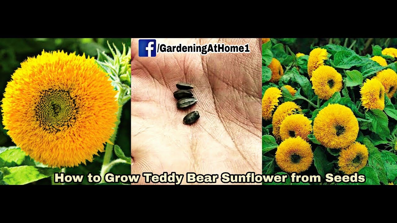 Detail Teddy Bear Sunflower Images Nomer 47