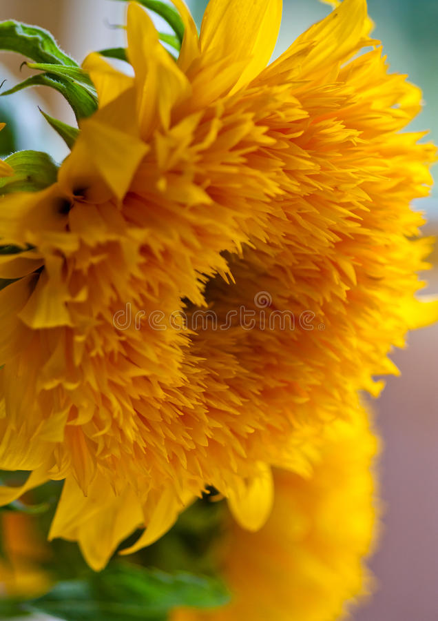 Detail Teddy Bear Sunflower Wiki Nomer 11