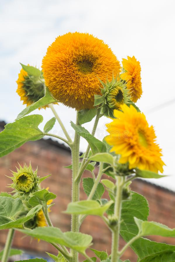 Detail Teddy Bear Sunflower Wiki Nomer 7