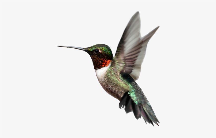 Detail Download Hummingbird Nomer 12