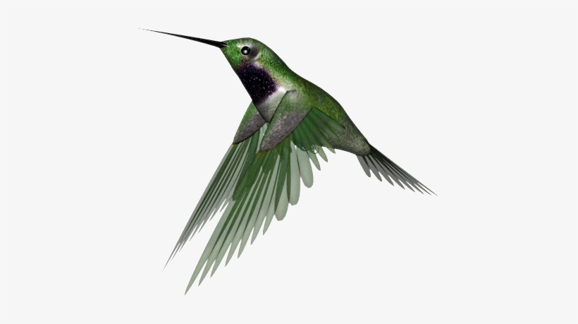 Detail Download Hummingbird Nomer 20