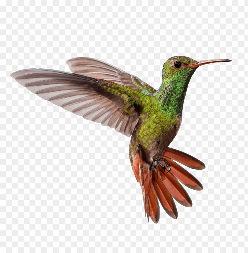 Detail Download Hummingbird Nomer 21