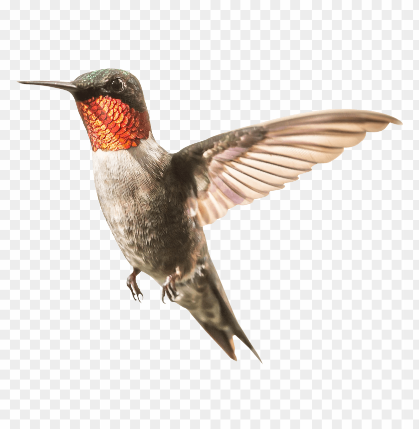 Detail Download Hummingbird Nomer 22