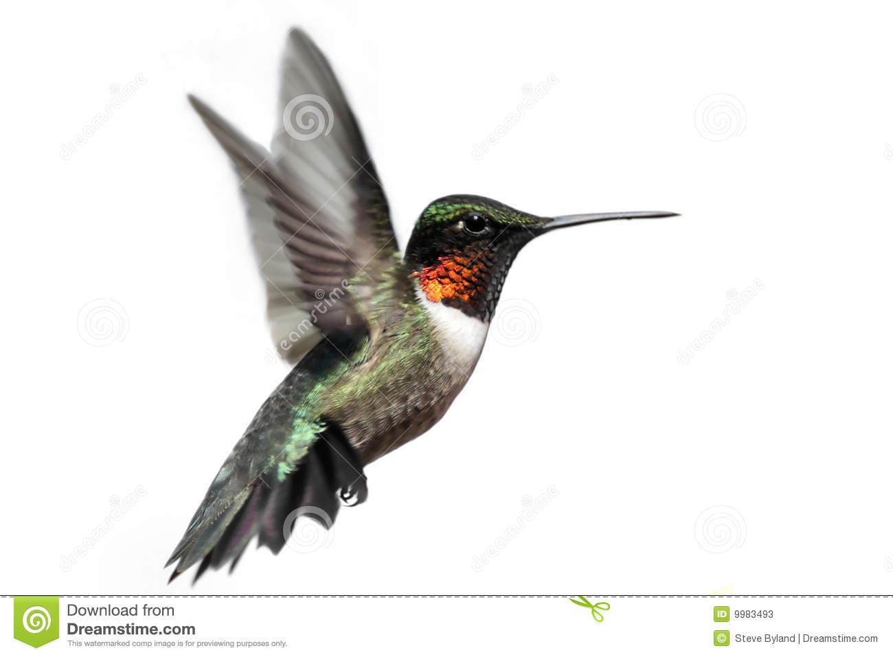 Detail Download Hummingbird Nomer 4