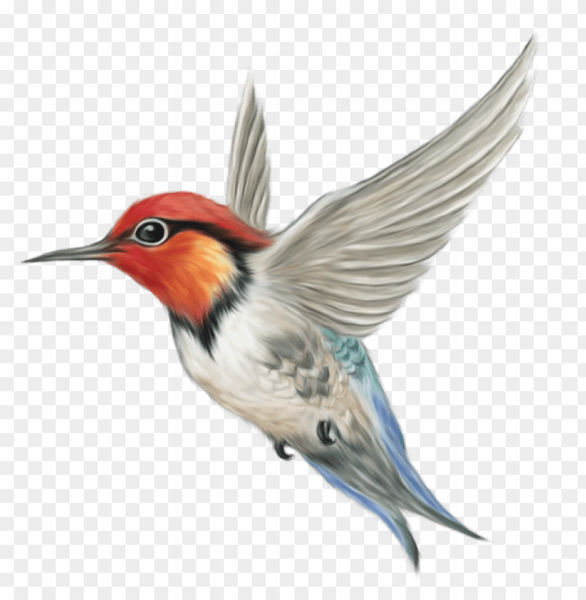 Detail Download Hummingbird Nomer 32