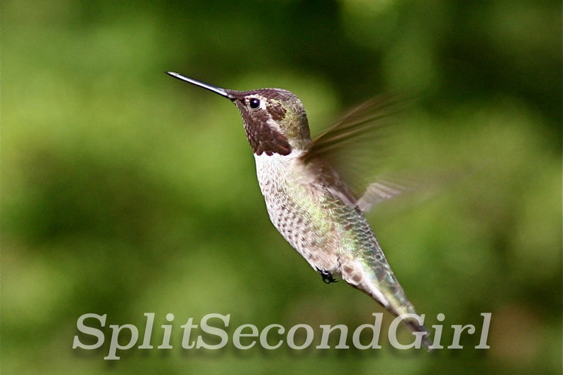 Detail Download Hummingbird Nomer 38