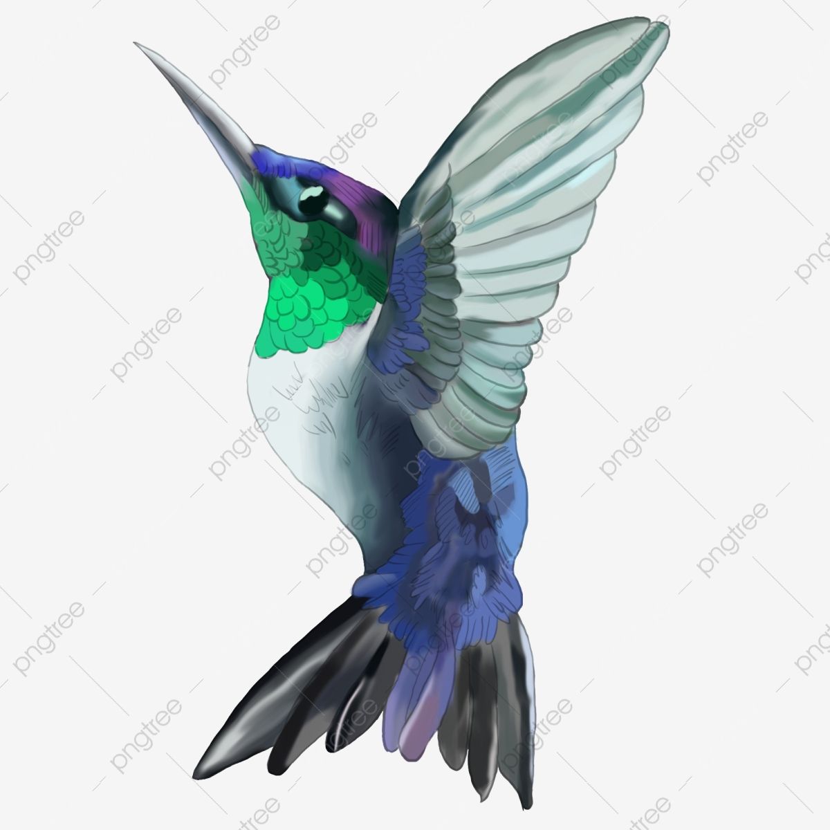 Detail Download Hummingbird Nomer 39