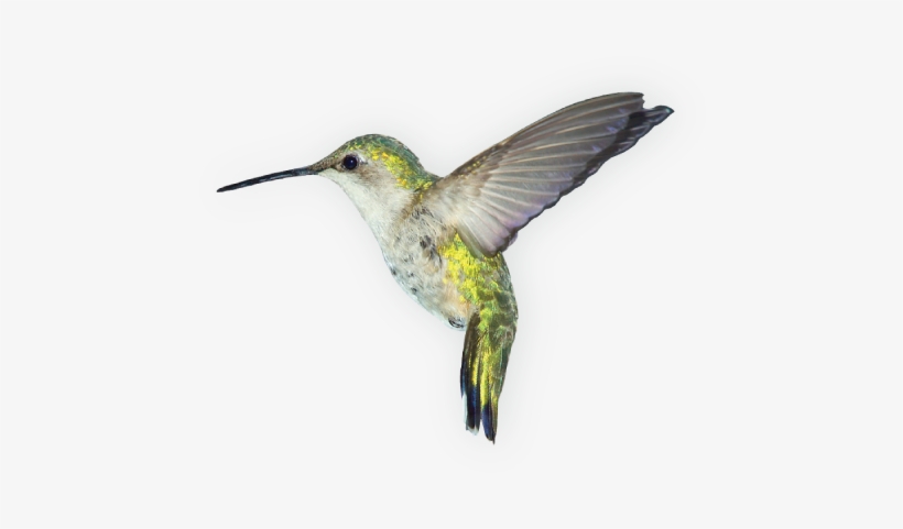 Detail Download Hummingbird Nomer 7