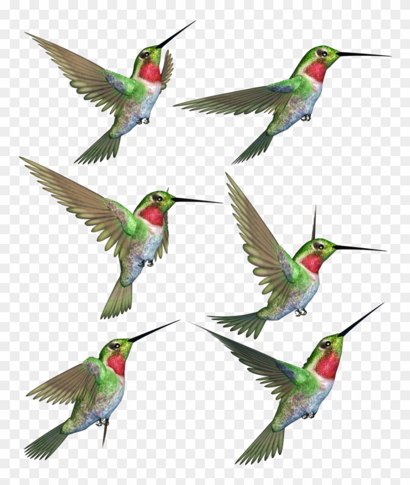 Detail Download Hummingbird Nomer 10