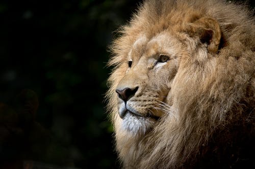 Detail Download Images Of Lion Nomer 18