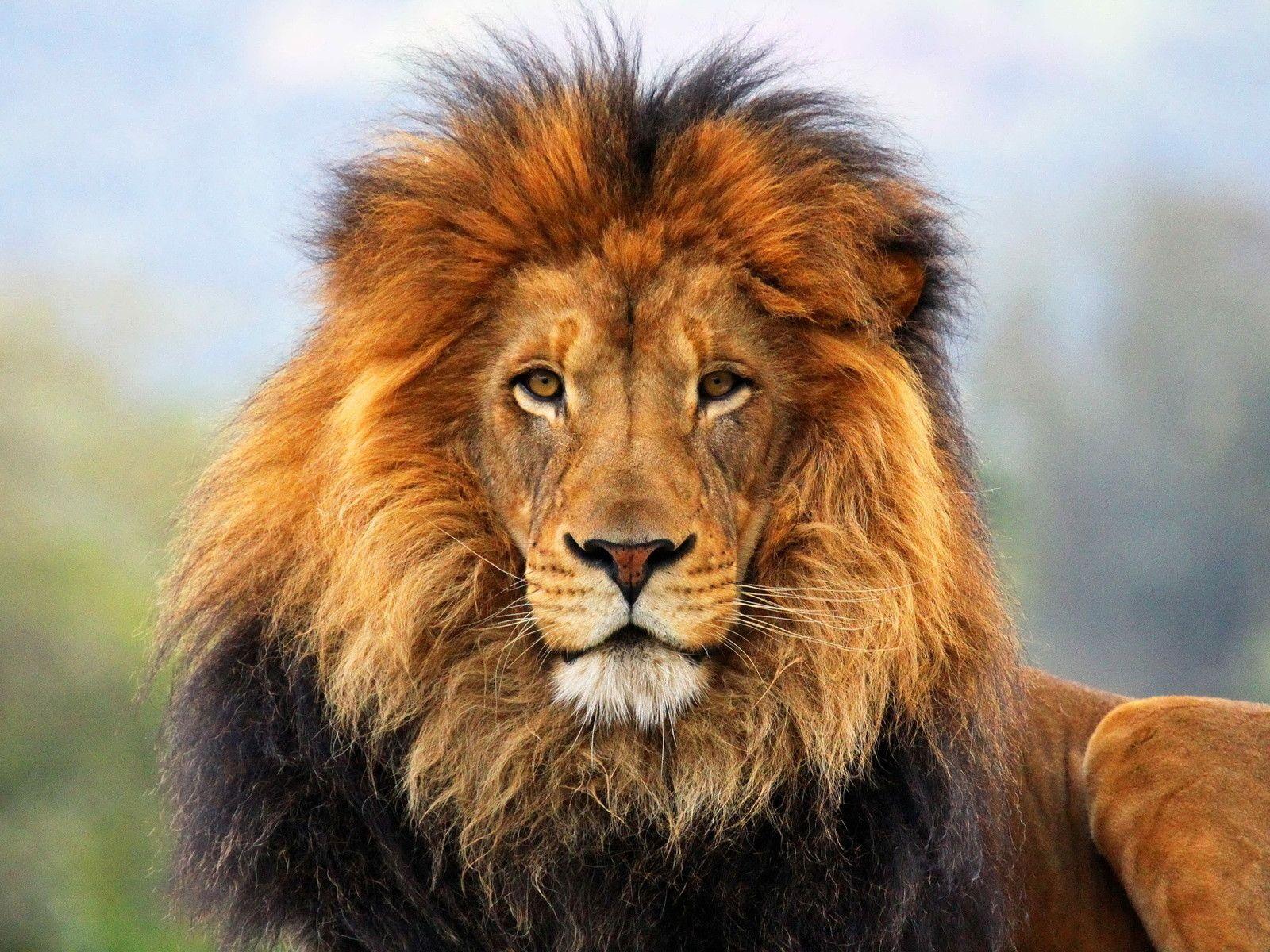Detail Download Images Of Lion Nomer 8