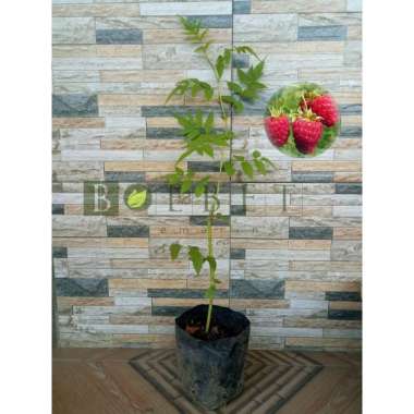 Detail Teh Daun Raspberry Merah Nomer 43