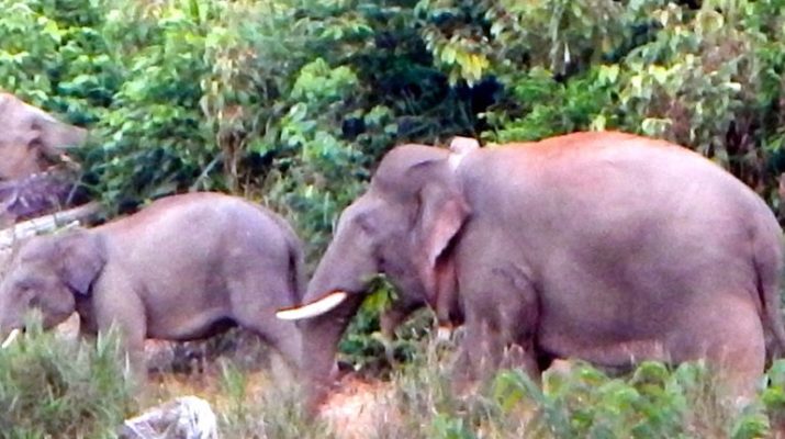 Detail Teka Teki Gambar Gajah Hewan Mamalia Nomer 27