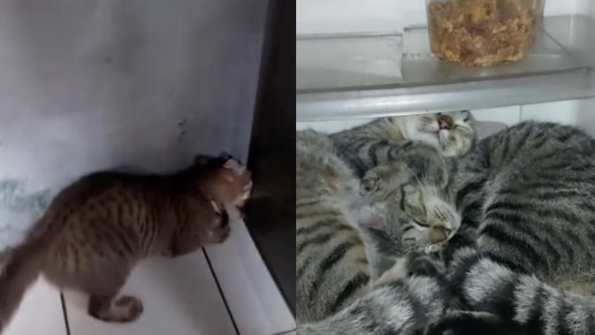 Detail Teks Investigasi Tentang Hewan Kucing Nomer 20