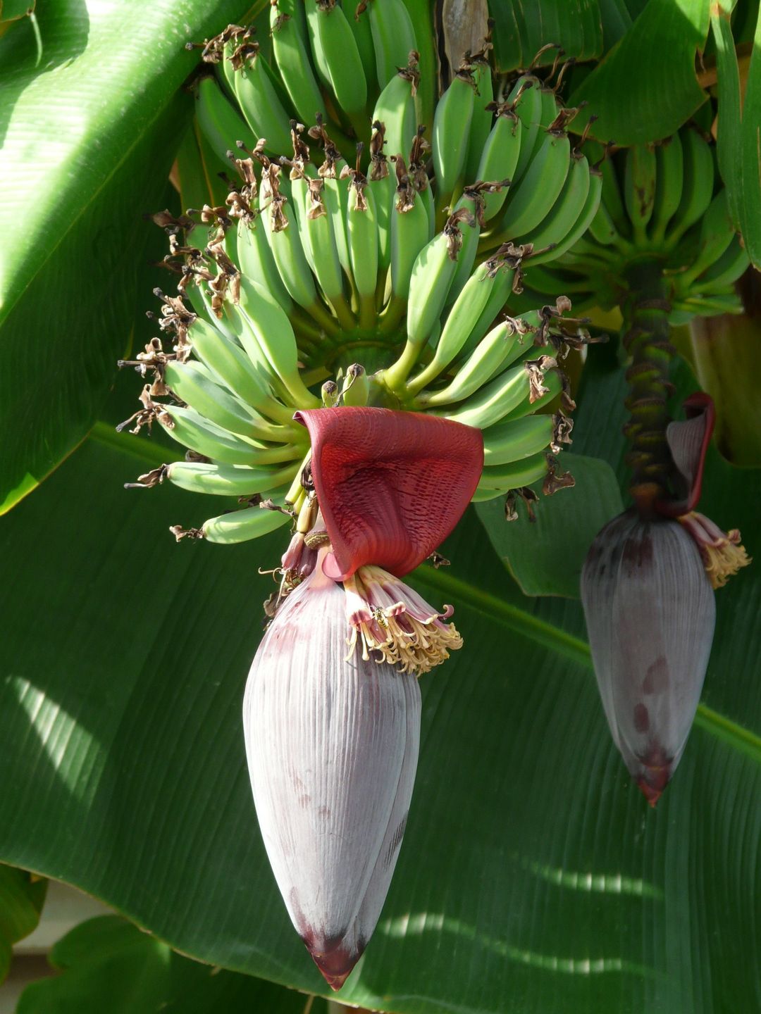 Detail Tekstur Daun Pisang Nomer 40