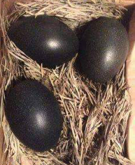 Detail Telur Ayam Hitam Nomer 8