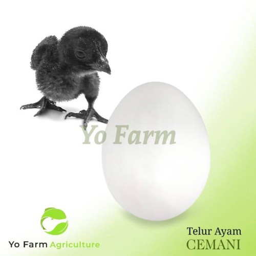 Detail Telur Ayam Hitam Nomer 30