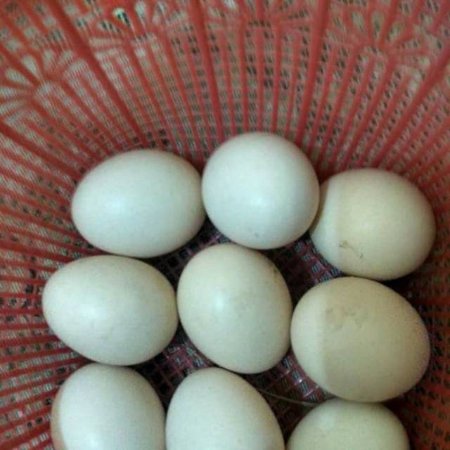 Detail Telur Ayam Hitam Nomer 3